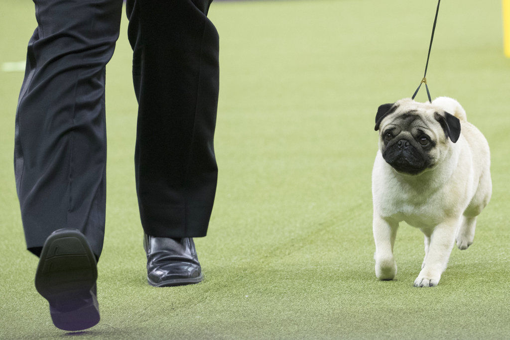 Westminster Dog Show Young Handlers